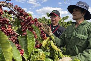 Giá cà phê Robusta hồi phục, thêm kỳ vọng cho xuất khẩu cà phê Việt Nam
