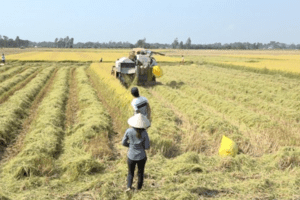 Giá lúa gạo hôm nay ngày 23/8/2023: Giá gạo tăng, giao dịch chậm, nhà máy mua nhỏ giọt