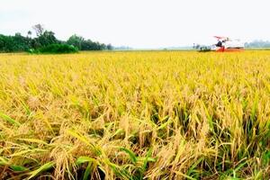 Giá lúa gạo hôm nay ngày 25/8/2023: Giá neo cao, doanh nghiệp ngưng mua để quan sát thị trường