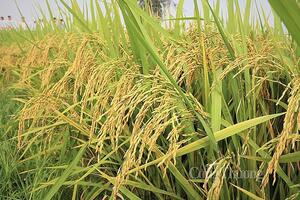 Giá lúa gạo hôm nay ngày 28/8: Giá lúa đồng loạt tăng 200 đồng/kg, giá phụ phẩm giảm nhẹ