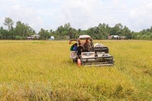 Festival quốc tế ngành hàng lúa gạo lần đầu tiên sẽ tổ chức tại Hậu Giang
