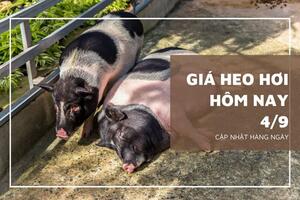 Giá heo hơi hôm nay ngày 4/9/2023: Dao động trong khoảng 55.000 đến 58.000 đồng/kg