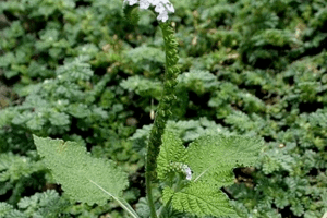 Cây cỏ vòi voi trị đau xương khớp, bệnh ngoài da