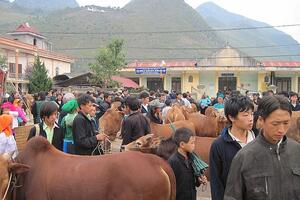 Mèo Vạc (Hà Giang) hỗ trợ phát triển các sản phẩm theo hướng hàng hóa