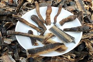 Lào Cai: Ngăn chặn tình trạng kích điện, thu mua giun đất