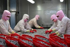 Cà Mau phát triển nghề nuôi tôm theo hướng hiện đại