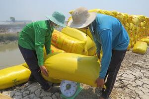 Giá lúa gạo hôm nay 26/9: Giá gạo trong nước tăng 50 đồng/kg