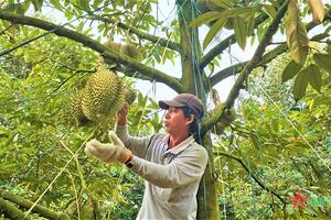 Hệ lụy từ "cơn sốt" sầu riêng ở tỉnh Đắk Lắk