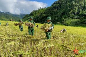 Sau lũ, bộ đội xuống đồng gặt lúa giúp dân