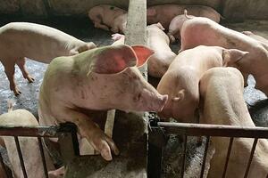 Giá heo hơi hôm nay ngày 4/10/2023: Ghi nhận mức thấp nhất 51.000 đồng/kg