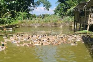 Thanh Hóa: Thương hiệu vịt Cổ Lũng giúp người dân vùng Bá Thước nâng cao thu nhập