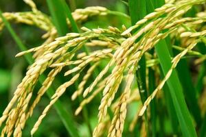 Giá lúa gạo hôm nay ngày 9/10: Giá gạo tăng mạnh nhất 3.000 đồng/kg