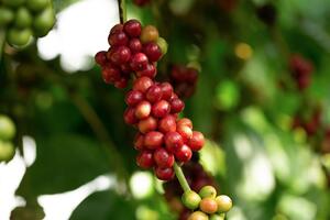 Giá cà phê hôm nay, ngày 10/10/2023: Giá cà phê trong nước đi ngang