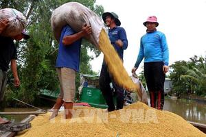 Giá lúa gạo hôm nay ngày 10/10: Giá gạo xuất khẩu tăng trở lại