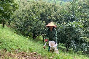 Hạt dẻ giúp người dân Ngân Sơn thoát nghèo
