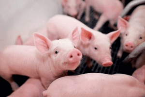 Giá heo hơi hôm nay ngày 3/11/2023: Tăng cao nhất 2.000 đồng/kg