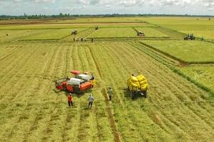 Giá gạo xuất khẩu của Việt Nam vẫn đang có mức cao nhất thế giới