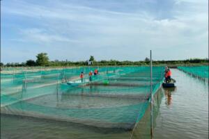 Nông nghiệp vùng Đồng bằng sông Cửu Long: Vì sao doanh nghiệp chưa “mặn mà” đầu tư?