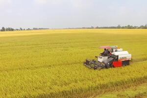 Giá lúa gạo hôm nay ngày 6/11: Biến động trái chiều giữa lúa và gạo