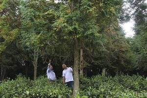 Nâng cao chuỗi giá trị rừng nguyên liệu