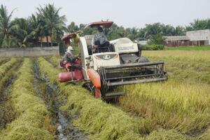 Giá lúa gạo hôm nay ngày 7/11: Đồng loạt tăng 100 - 400 đồng/kg