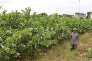 Thanh Hóa: Chương trình khuyến nông năm 2024 gắn với mục tiêu phát triển sản xuất hàng hóa