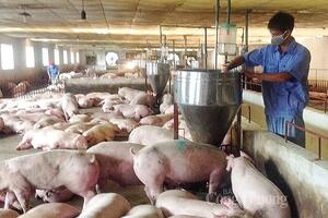 Giá heo hơi hôm nay ngày 21/11/2023: Ghi nhận mức tăng cao nhất 3.000 đồng/kg