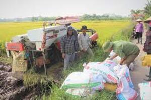 Giá lúa gạo hôm nay ngày 22/11: Nhiều loại lúa tăng 200 đồng/kg; giá gạo nguyên liệu có xu hướng giảm
