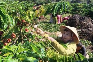 Hệ lụy "bán lúa non"