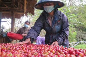 Giá Arabica tăng mạnh, xuất khẩu cà phê của Việt Nam kỳ vọng tăng cao dịp cuối năm