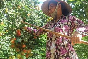 Chôm chôm Bến Tre được cấp chứng nhận chỉ dẫn địa lý
