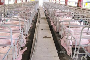 Giá heo hơi hôm nay ngày 12/12/2023: Tăng nhẹ 1.000 đồng/kg