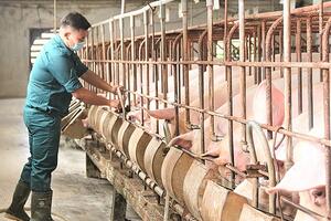 Giá heo hơi hôm nay ngày 13/12/2023: Tăng/giảm 1.000 đồng/kg