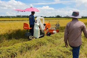 Giá lúa gạo hôm nay ngày 14/12: Giá lúa biến động trái chiều