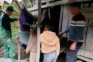 Đồn Biên phòng cửa khẩu quốc tế Nậm Cắn hỗ trợ người dân ứng phó giá rét cho vật nuôi