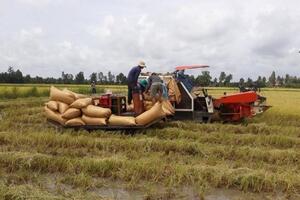 Giá lúa gạo hôm nay ngày 26/12: Nhu cầu đặt cọc lúa cắt đầu tháng 2 năm 2024 cao