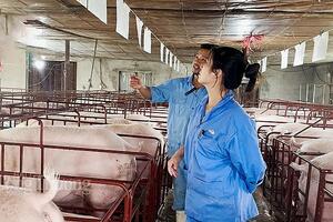 Giá heo hơi hôm nay ngày 27/12/2023: Đi ngang trên diện rộng