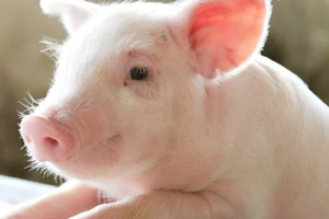 Giá heo hơi hôm nay ngày 29/12/2023: Ghi nhận mức thấp nhất 48.000 đồng/kg