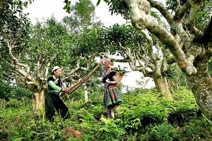 Tiêu thụ sản phẩm OCOP bằng câu chuyện văn hoá