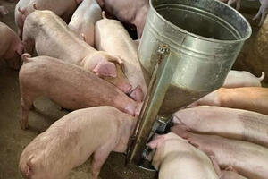 Giá heo hơi hôm nay ngày 2/1/2024: Địa phương nào cao nhất?