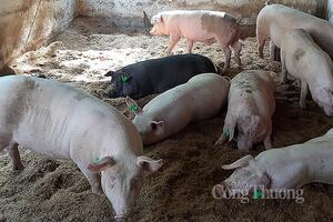 Giá heo hơi hôm nay ngày 3/1/2024: Giảm sâu nhất 2.000 đồng/kg