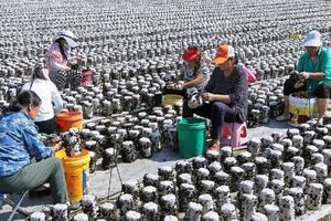 Cây mộc nhĩ giúp xóa nghèo ở vùng cao Trung Quốc