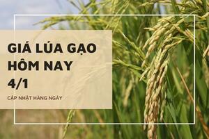 Giá lúa gạo hôm nay ngày 4/1: Giá lúa gạo bật tăng trở lại