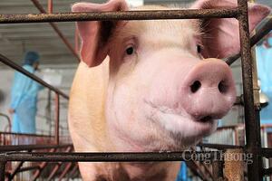 Giá heo hơi hôm nay ngày 4/1/2024: Tăng cao nhất 2.000 đồng/kg