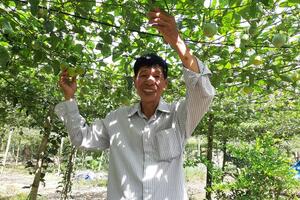 Cựu chiến binh làm giàu từ cây chanh leo