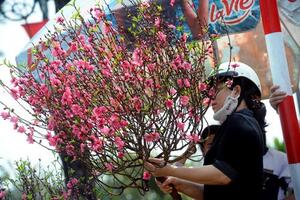 Cách chọn mua cành đào, cây đào đẹp vào dịp Tết