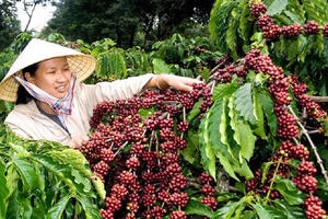 Giá cà phê xuất khẩu Arabica chạm mức thấp nhất trong vòng một tháng