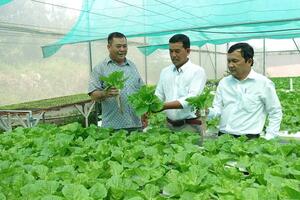Cựu chiến binh làm giàu từ trồng rau sạch