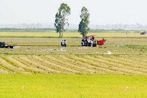 Giá lúa gạo hôm nay ngày 11/1: Giá lúa nội địa tăng, giá gạo xuất khẩu đồng loạt giảm