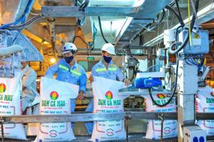 DCM đã qua đáy lợi nhuận?